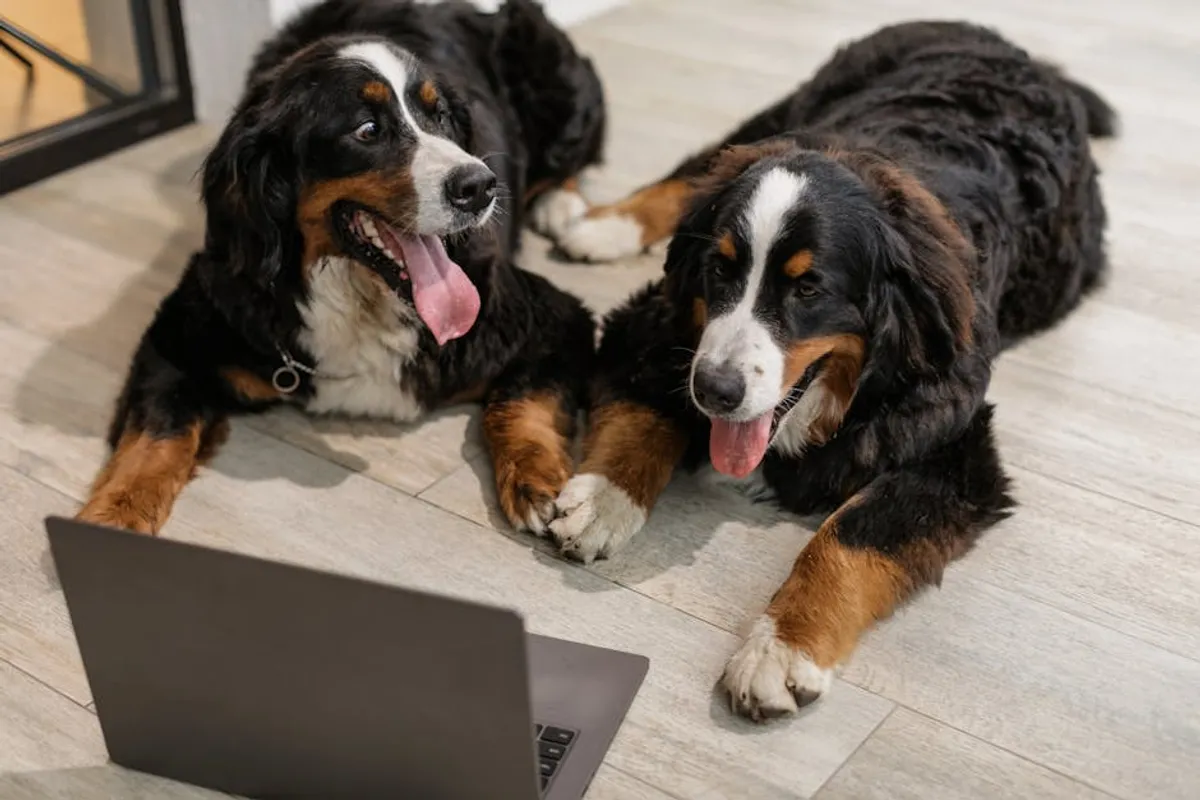 Common Dog Behavior Problems and What They Mean