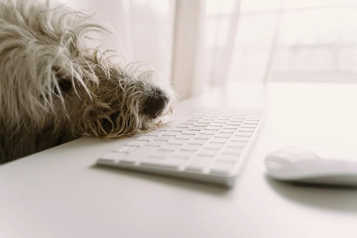Common Pet Health Signs