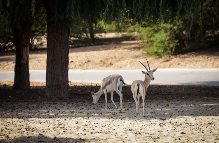 Desert Animals Guide