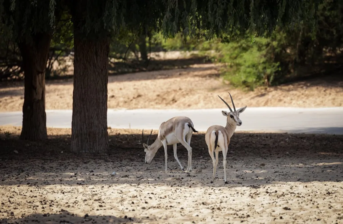 Desert Animals Guide