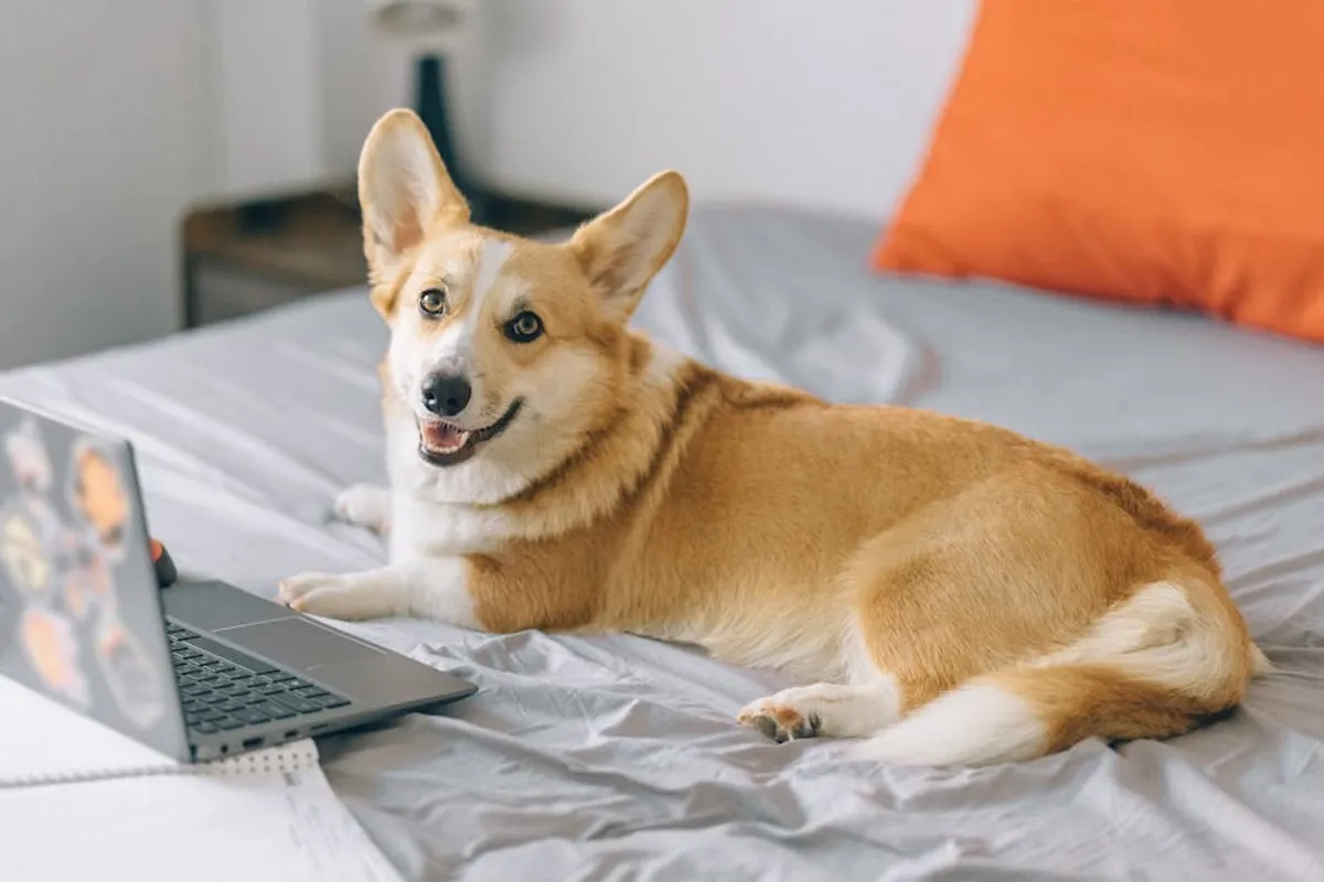 Dog Friendly Restaurants Bournemouth: Care, Facts, Size, and Beginner Guide