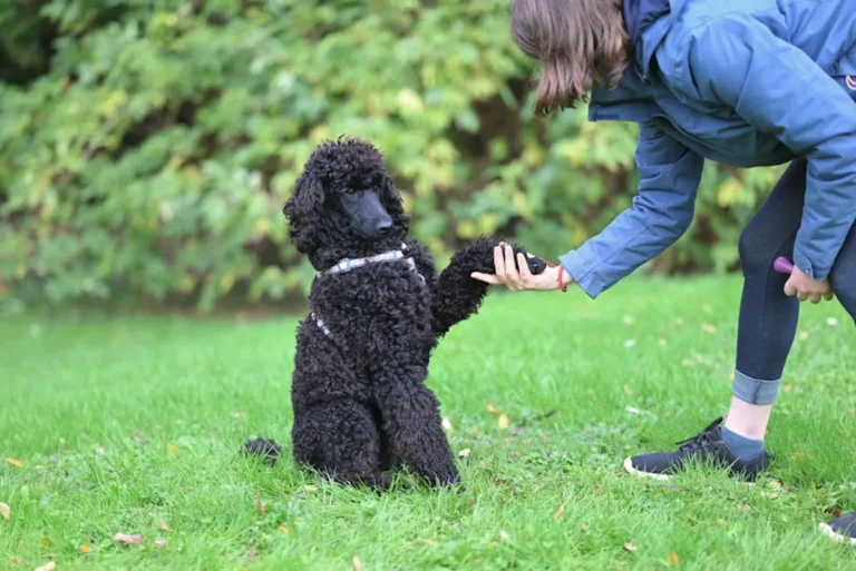 Dog Training Basics for New Owners