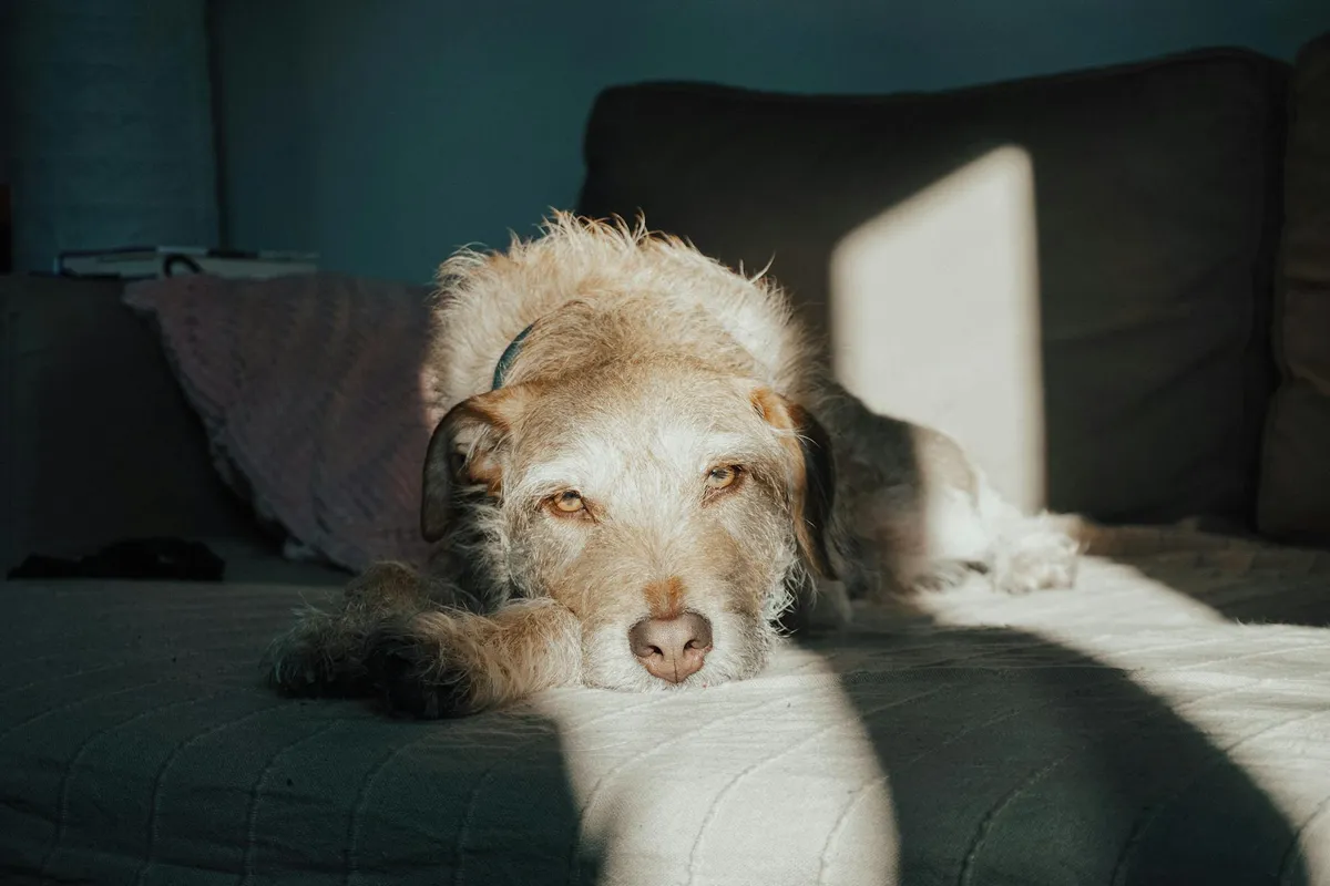 A rescue dog settling in at home