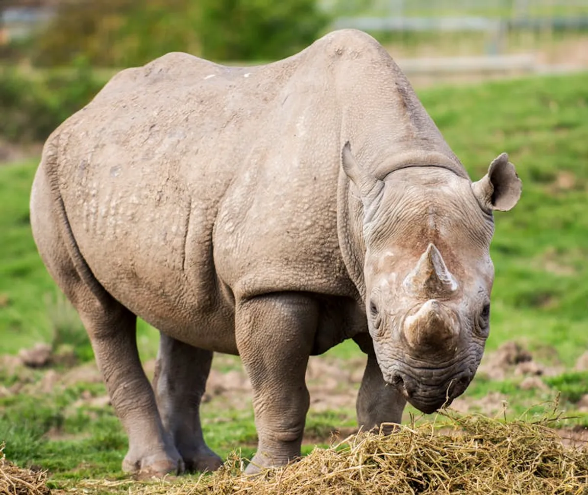 Endangered Animals for Kids