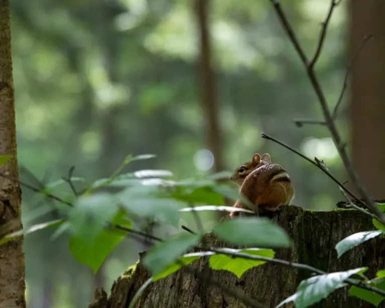Forest Animals: Examples and Facts