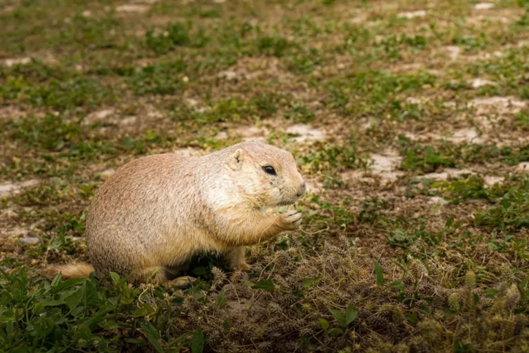 Grassland Animals: Examples and Facts