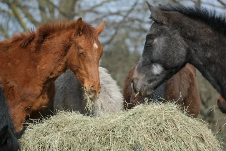 Hay IS For Horses Saying: Care, Facts, Size, and Beginner Guide
