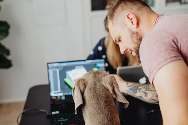 How to Keep Pets Safe During Hot Weather