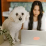 How to Start a Pet Blog