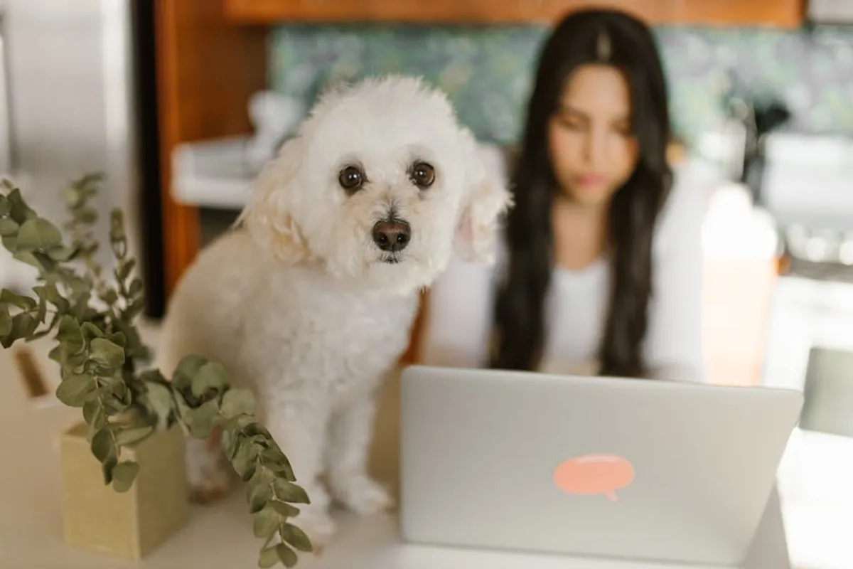 How to Start a Pet Blog