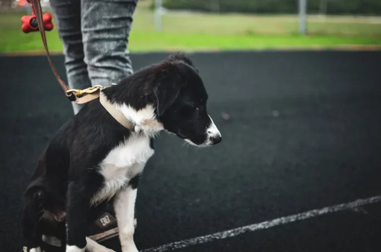 How to Train a Puppy