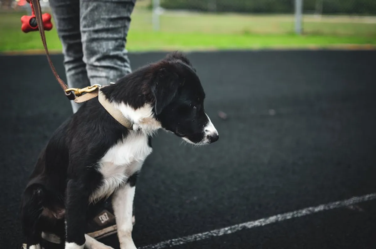 How to Train a Puppy