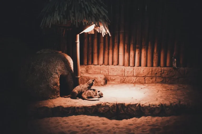 Nocturnal Animals Guide