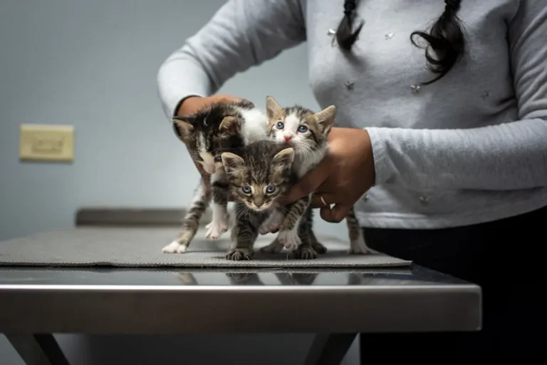 Pet Adoption Checklist