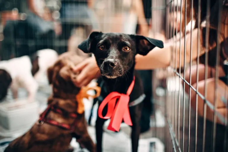 Pet Adoption Checklist for Beginners