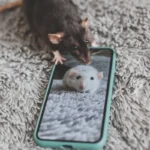 Pet Behavior Basics