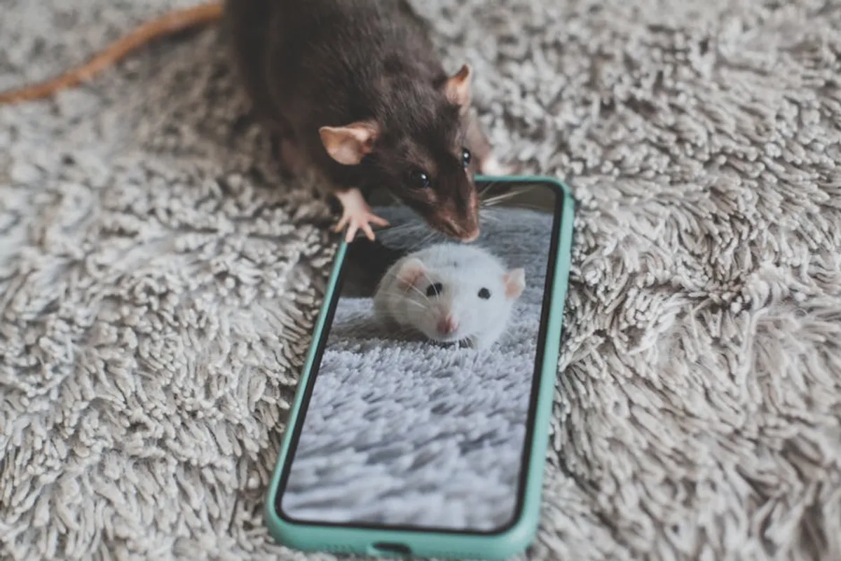 Pet Behavior Basics