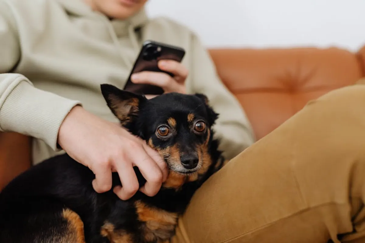 Pet Care Checklist