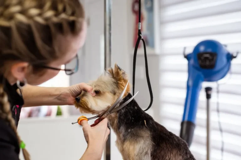 Pet Grooming Checklist for Every Season