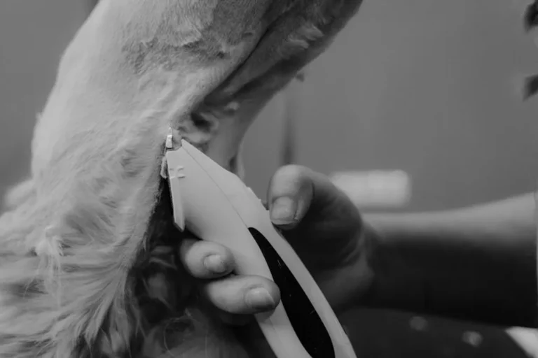 Pet Grooming Tips for Healthy Skin and Coats