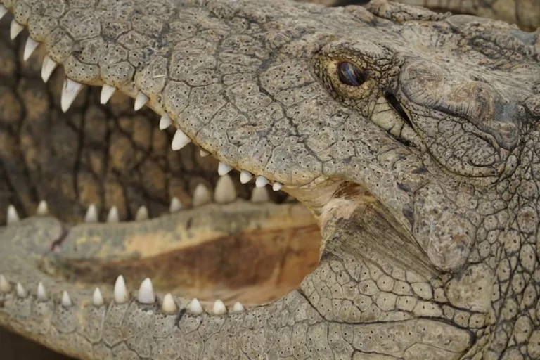 Predator Animals Explained