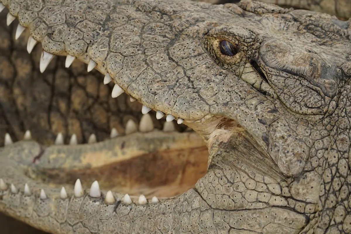 Predator Animals Explained