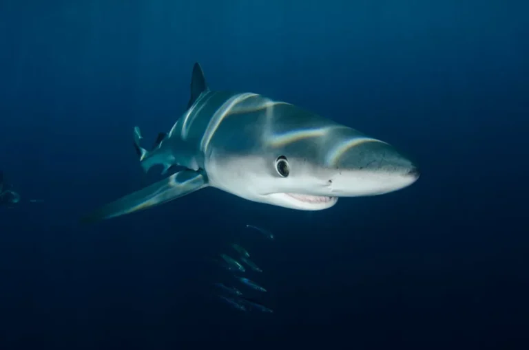 Rainbow Shark: Care, Facts, Size, and Beginner Guide