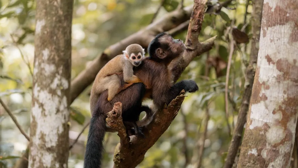 Rainforest Animals Guide