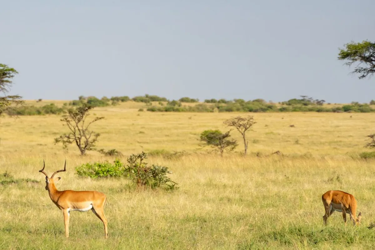 Savanna Animals: Complete Beginner Guide