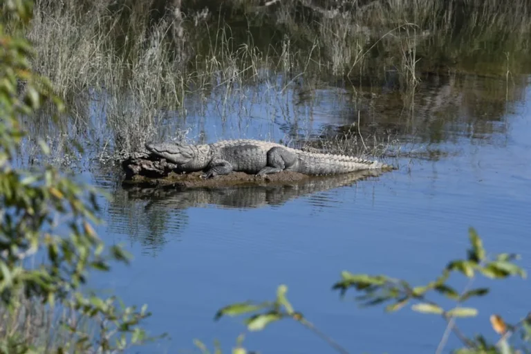 Swamp Animals: Wildlife Guide