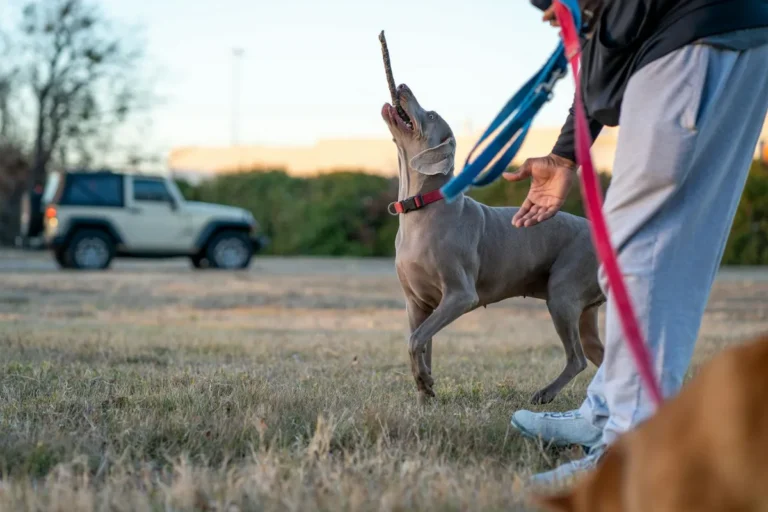 I Tried Five Different Training Approaches With a Difficult Dog. Here's What Actually Worked.