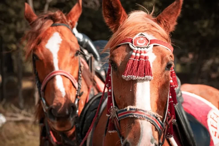 Types OF Horse Saddles: Care, Facts, Size, and Beginner Guide