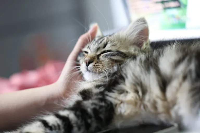 Why Do Cats Knead? Common Cat Behaviors Explained